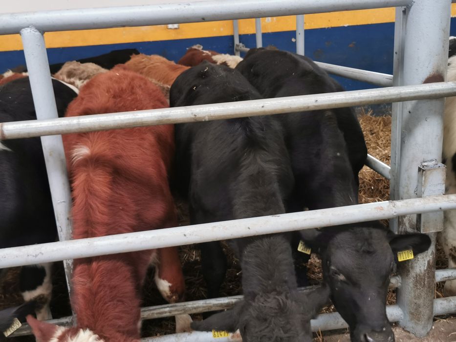 Odsadki mięsne limuse Angus hereford simental szarolez