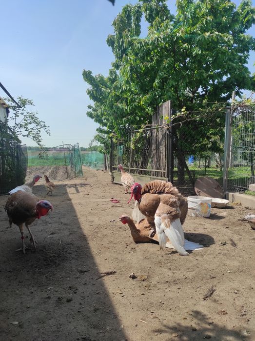 Indyki, indor, indyczka