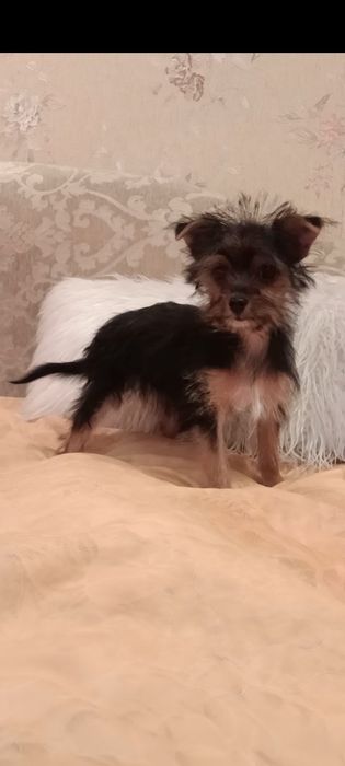 Продам девочку йорка