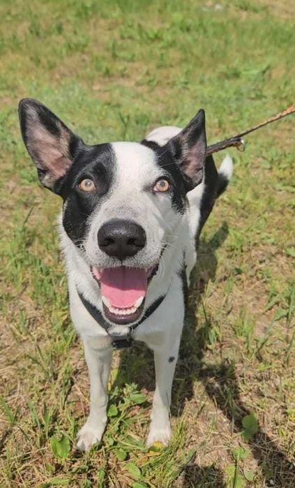 MARSHALL Boże jak mu źle w schronisku