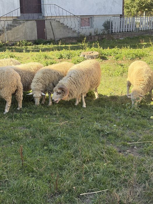 Продам барани, лютневі