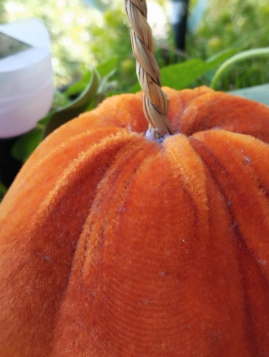 Dynia ozdobna welurowa