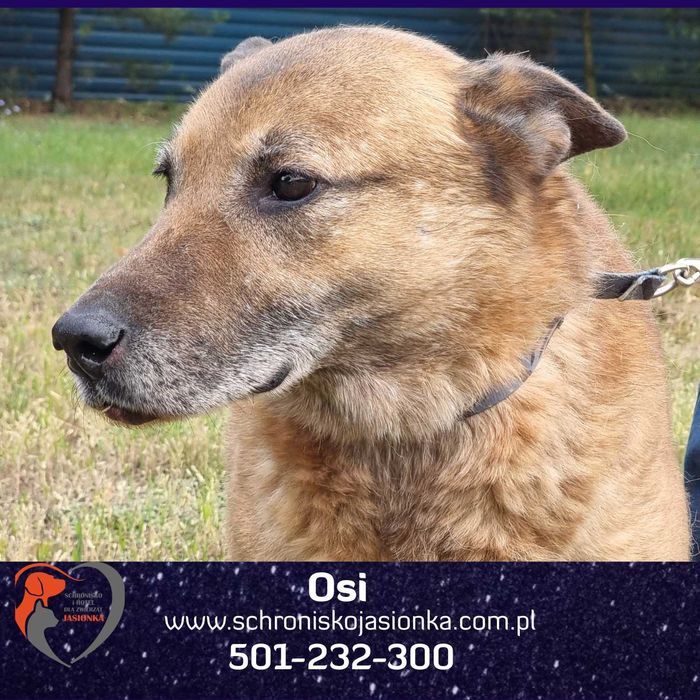 OSI do adopcji Schronisko Jasionka