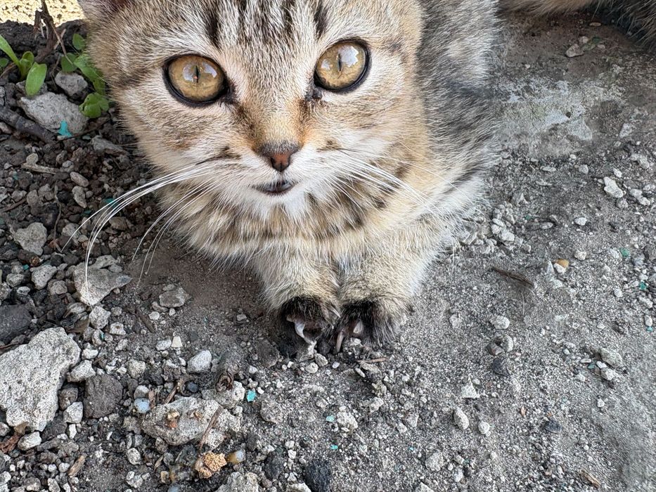 віддам в хороші руки