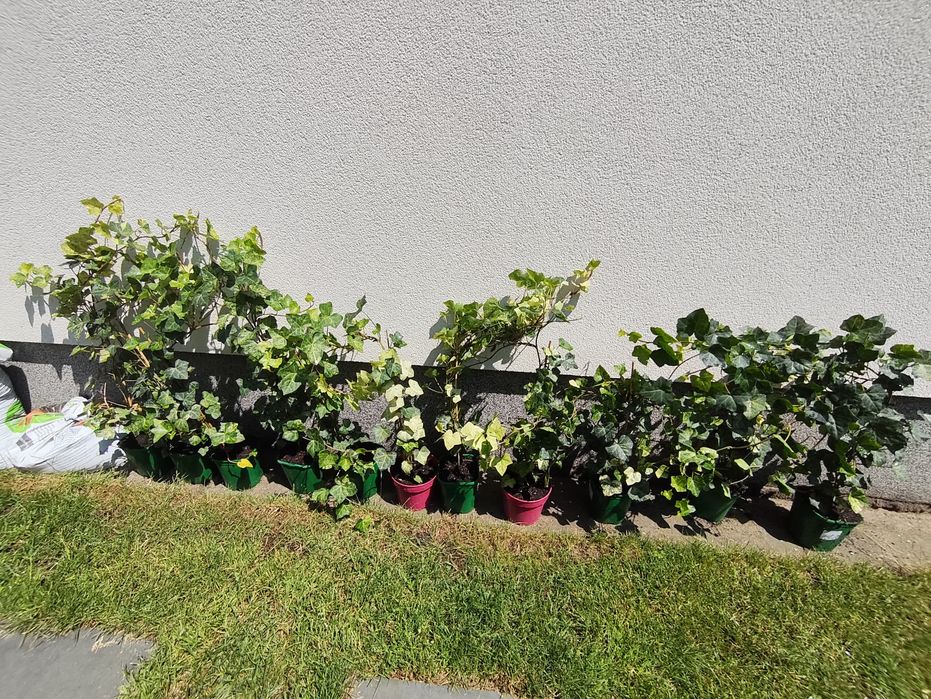 Bluszcz Hedera Felix  sadzonki 70-80 cm