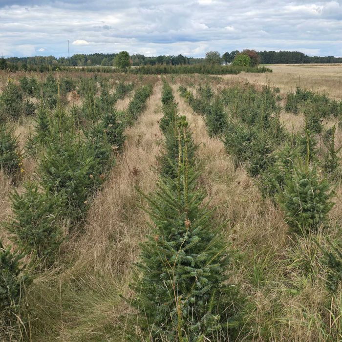 Choinki, świerk srebrny, serbski