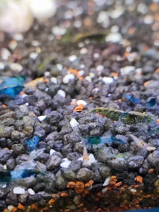 Camarões Neocaridina