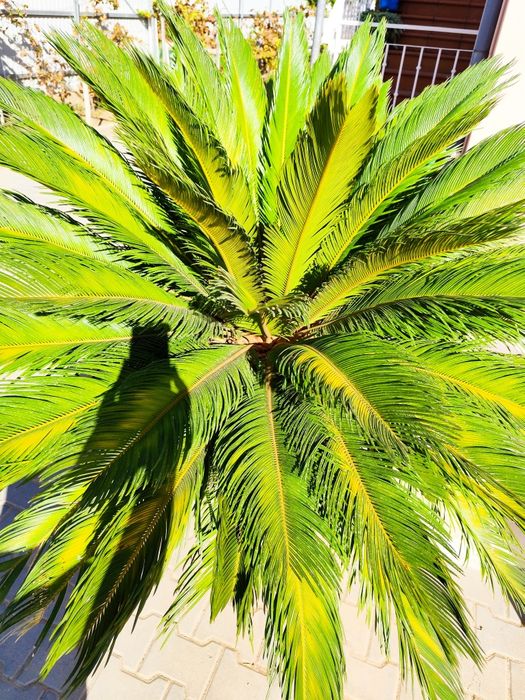 Cica com mais de 20 anos