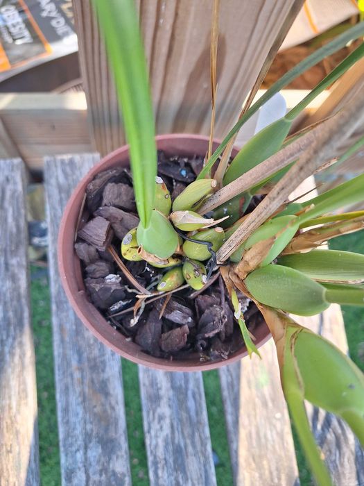 Maxillaria tenuifolia