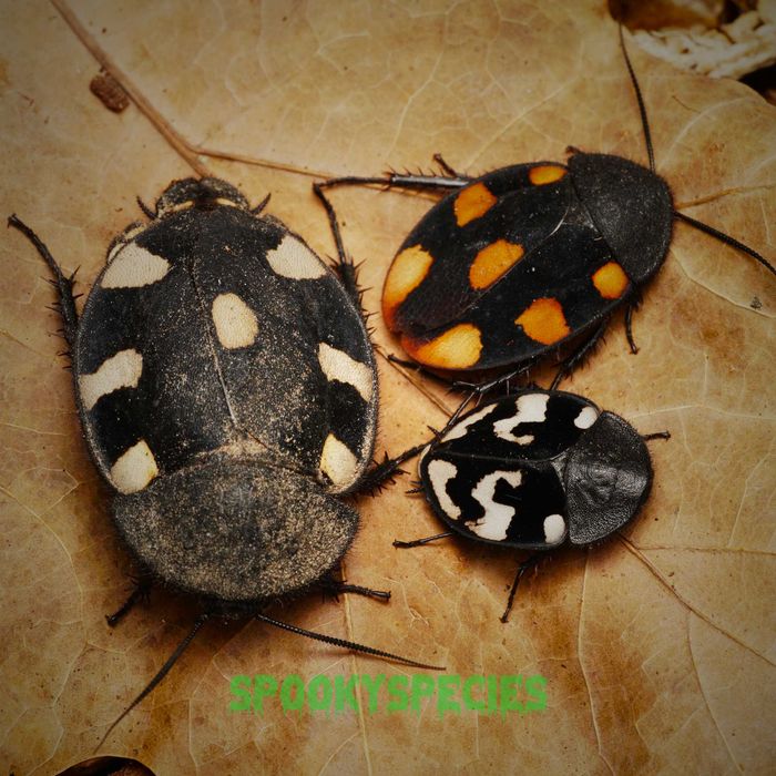 Karaczany DOMINO kilka gatunków!