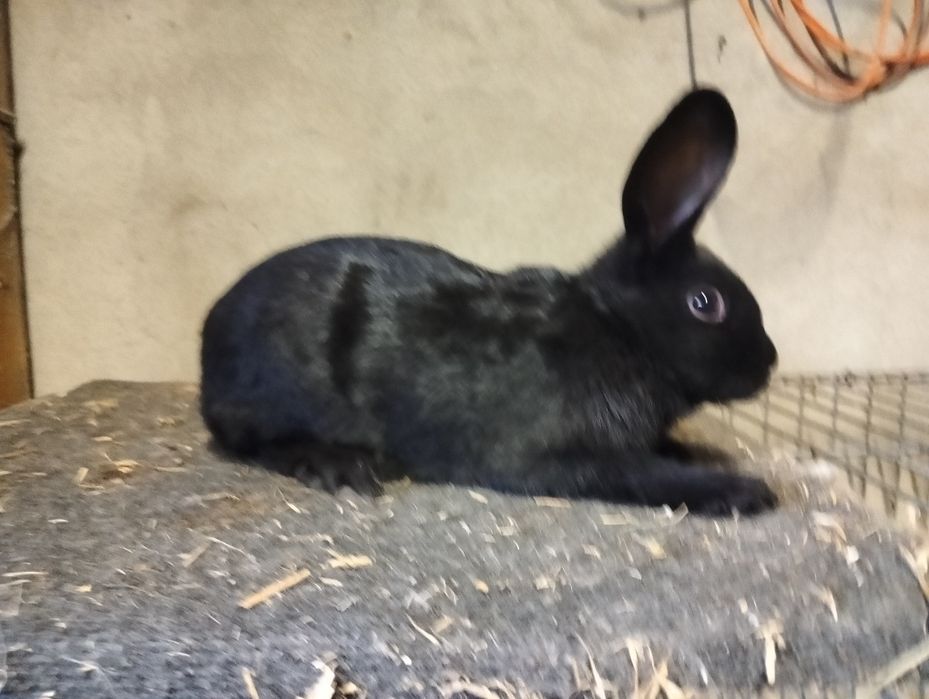 Samiec angielski srokacz czarny