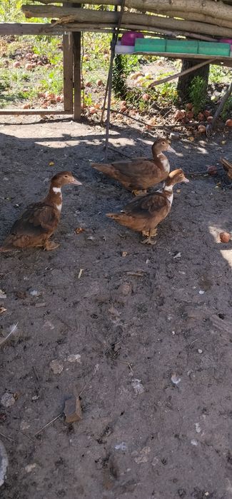 Продам індокачок