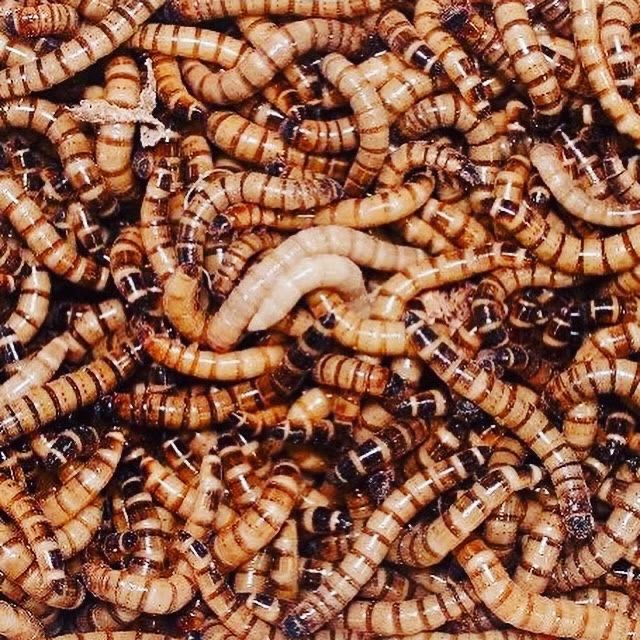Alimento Vivo - Tenebrio, Baratas Dubias e Zophoba