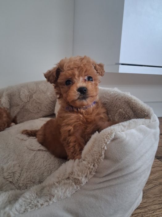 Piękny piesek MALTIPOO F1b