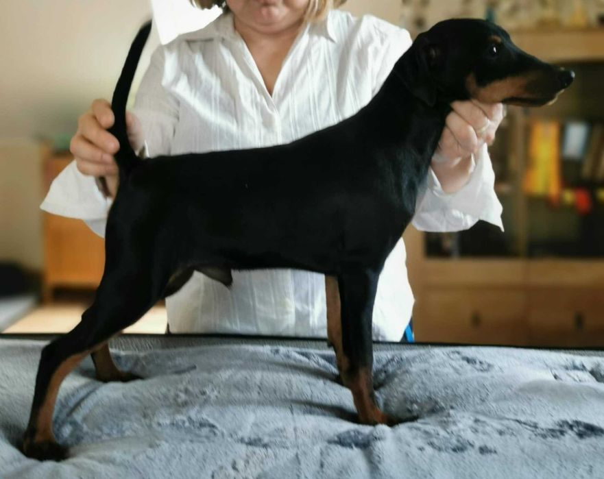 Pinczer miniaturowy szczenię  rodowód ZKwP (FCI)