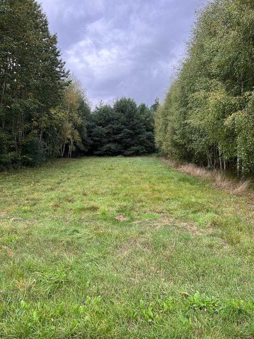 SPRZEDAM LAS  Sosnowy 6 740  m2