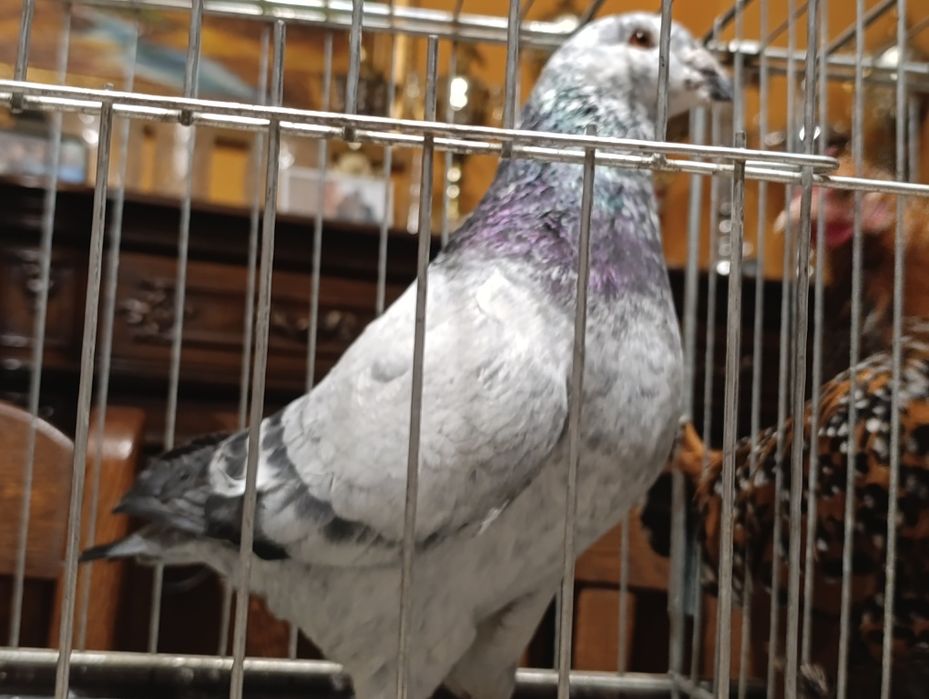 Giant Homer, wysyłam, gołębie ozdobne