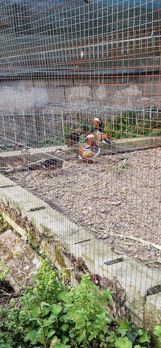 Patos Mandarins e Carolinos