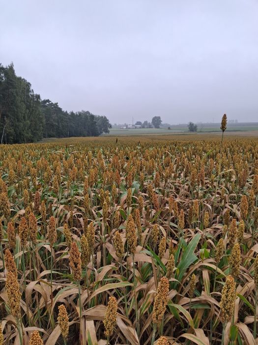 Sorgo suszone Cena 1zł/kg
