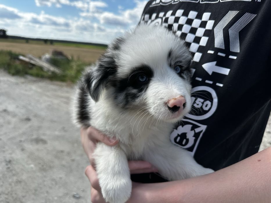 Pies Border collie Blue merle z rodowodem