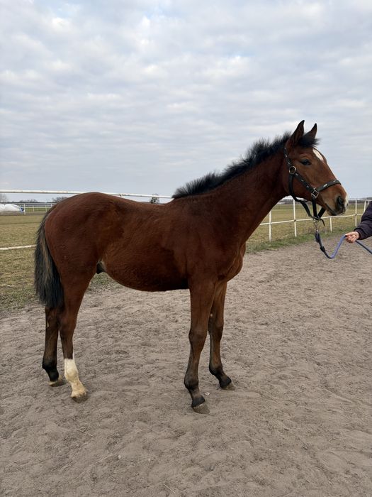 Ogierek 2025 Vincento des Fortes (Calvaro Z) x Klasyk (Elmero Ramiro Z