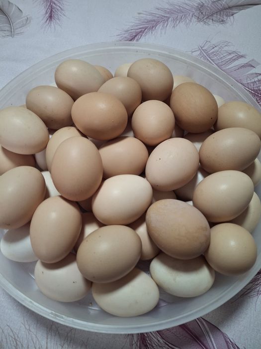 Vendo ovos caseiros 3 euros a duzia