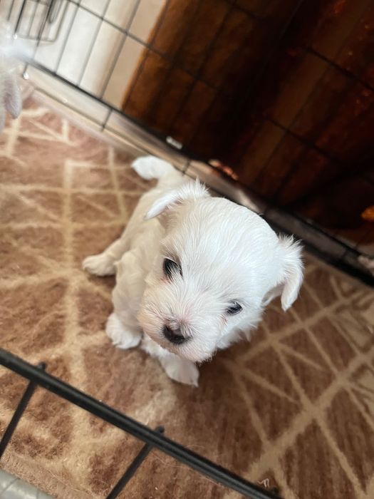 Szczenię maltańczyk