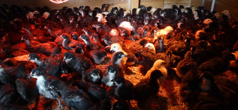 Jajka lęgowe maransy