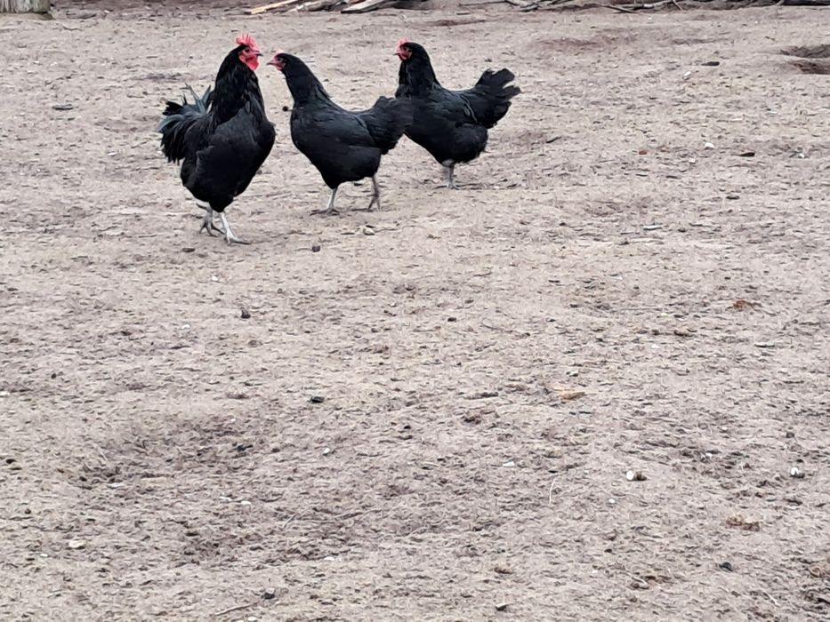 Kury australorp i zielononóżka,  Kogut australorp i mix A. x Wyandotte