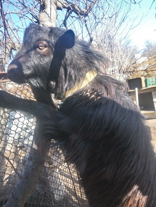 Козёл для вязки на племя.