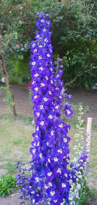 Дельфініум. Насіння 2025 року