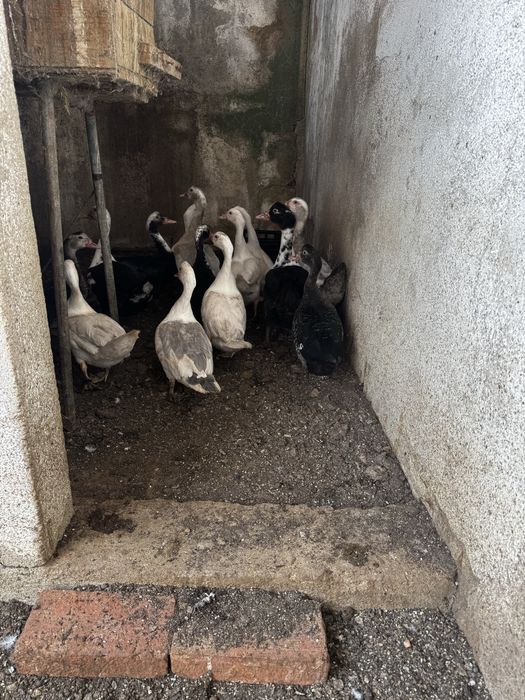 Patos mudos, deste ano