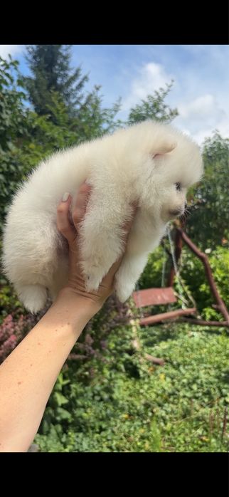 Szpic miniaturowy pomeranian chlopczyk mini xs do 2 kg