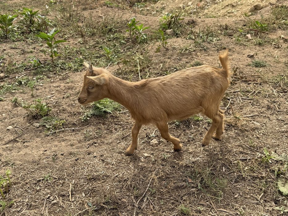 Casal de cabras anas