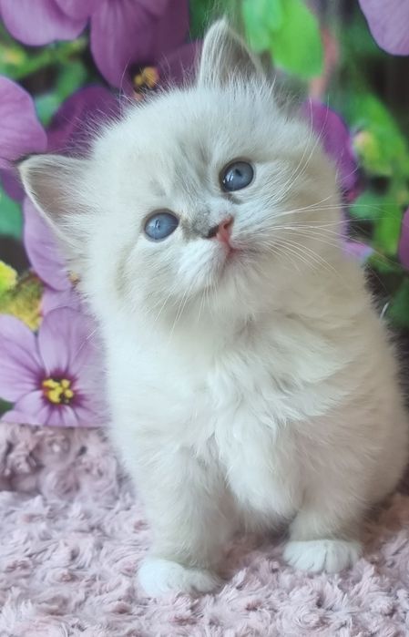 Котик невский маскарадный