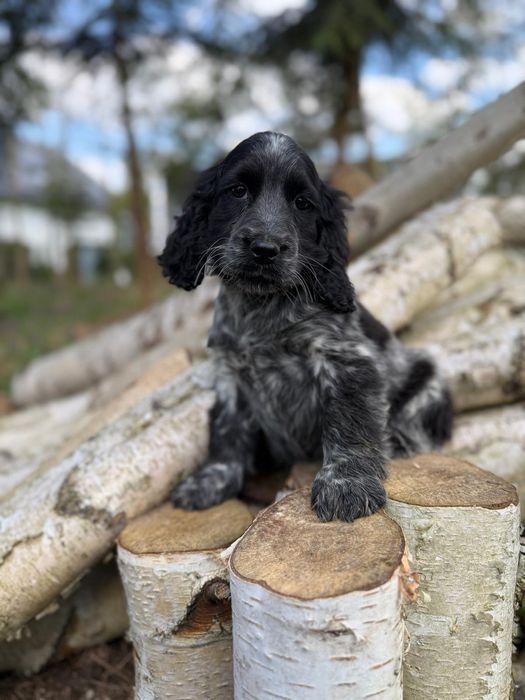 Piękny piesek Cocker Spaniel Angielski z rodowodem