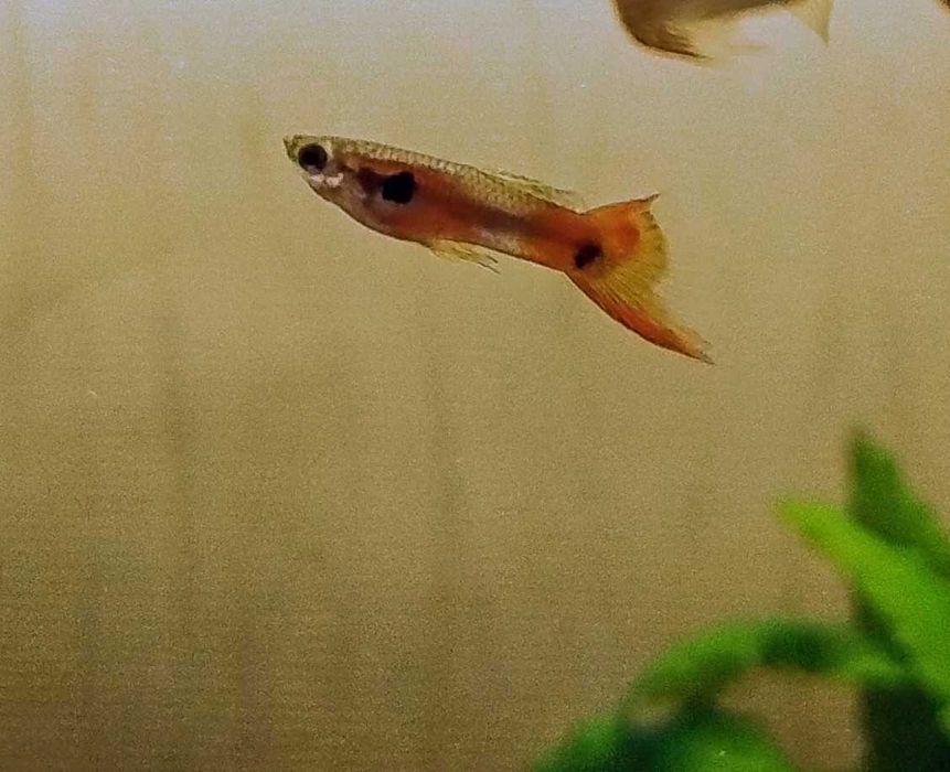 Рибки акваріумні