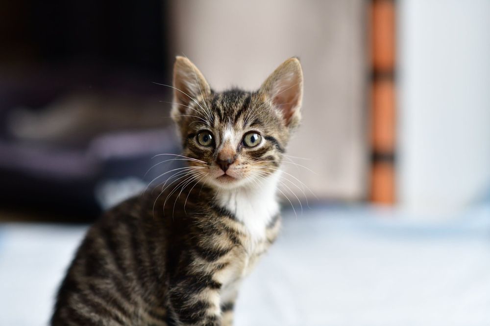 2 miesięczne koty do adopcji