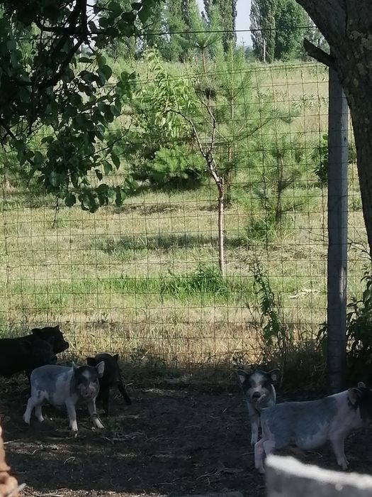 Продам молодого 3-4 месячный вьетнамских поросят