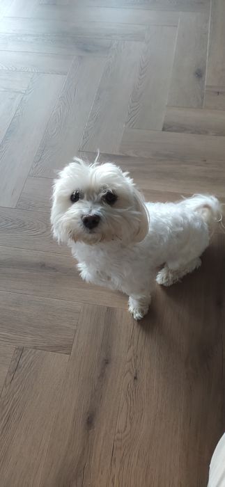 Maltańczyk oddam psa w dobre ręce