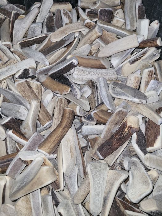 Cena za 5 szt Poroze rogi jelenia 8-12cm rogi swieze naturalne psa