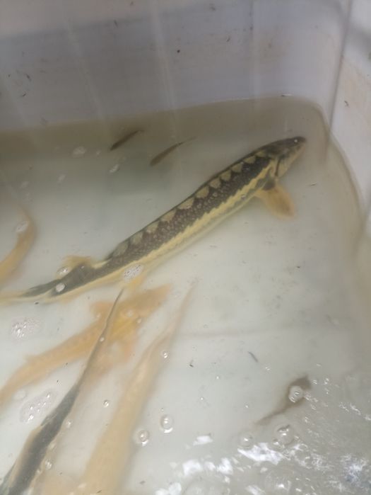 Jesiotr,Karp ,Amur i inne