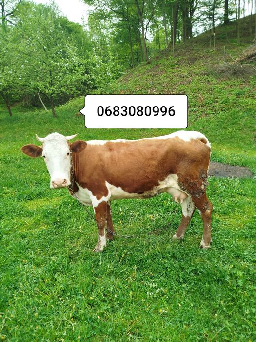 Продам добру корову