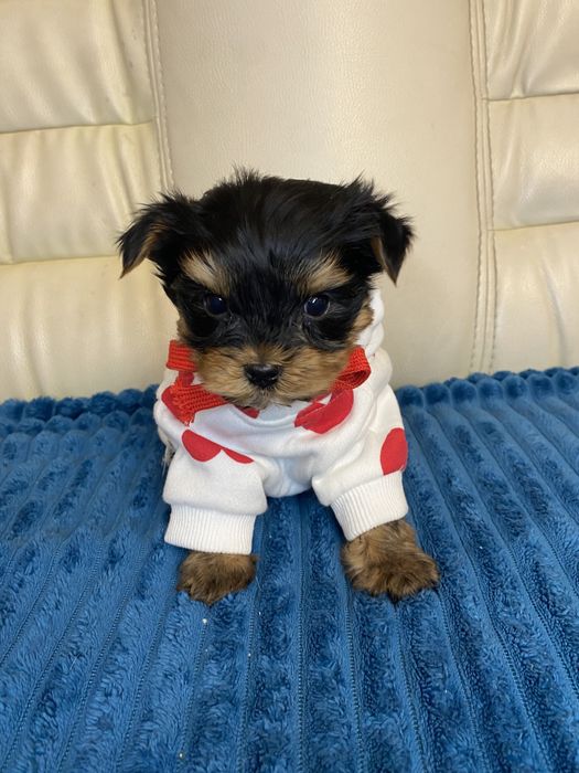 Хлопчик міні йорк