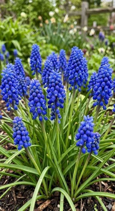 SZAFIREK ARMEŃSKI Cebulki Muscari armeniacum 50 szt Zestaw Kwiatów 6/7 Zestaw cebulek  Kwiatów