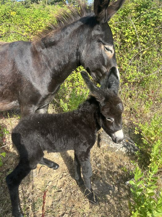 Burrinha parida pequena cerca de 1,15m