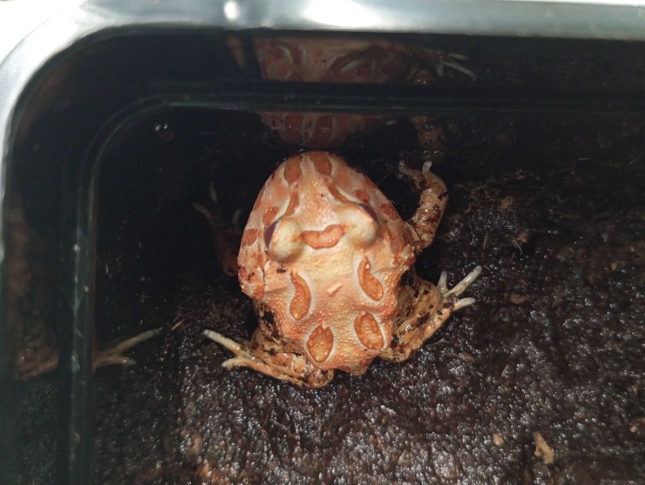 Żaba rogata strawberry