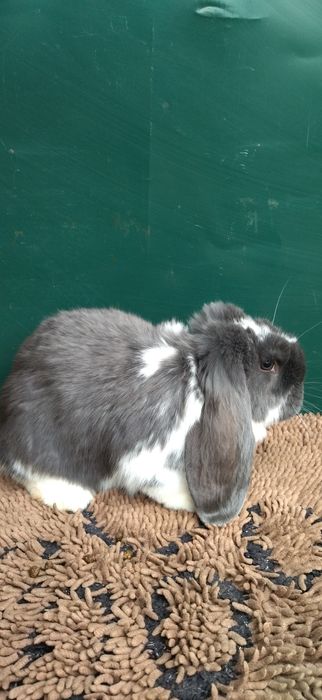 Кролики різних порід