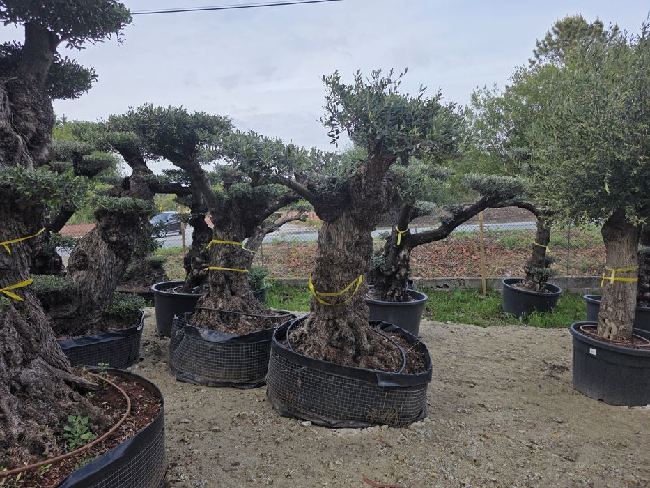 Oliveiras bonsai xl