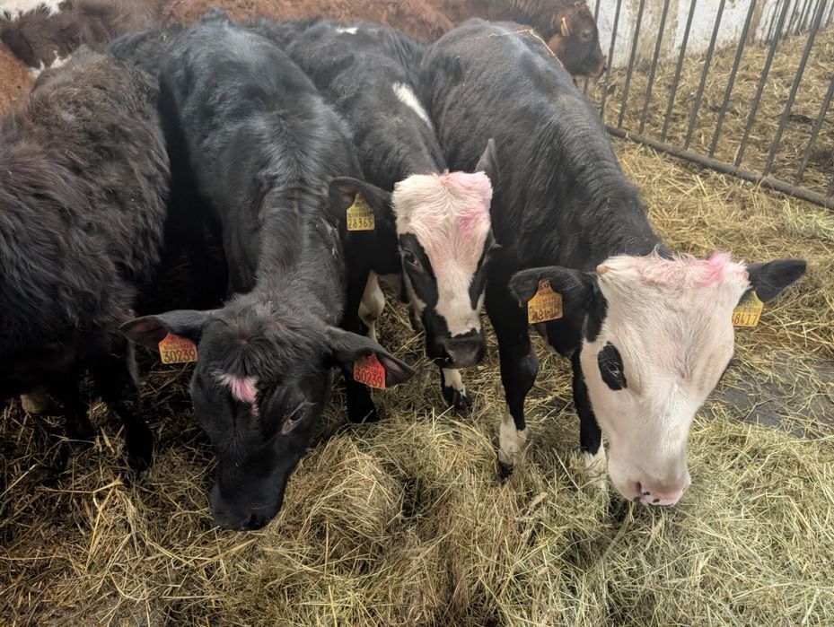 Sprzedam byczki 11 sztuk odchowane